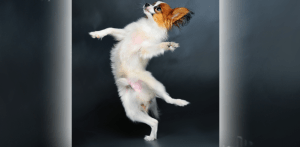 perro-bailando-703x345